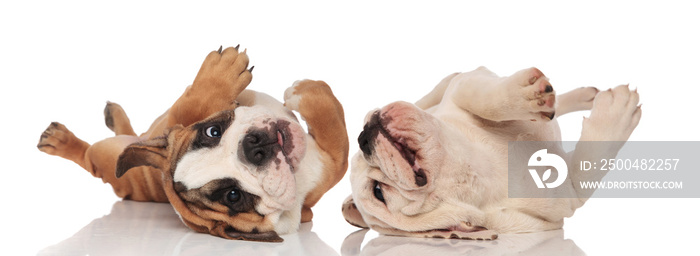 Two English bulldogs puppies rolling on their back