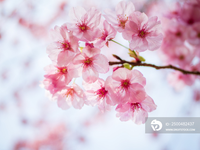 満開の桜のアップ