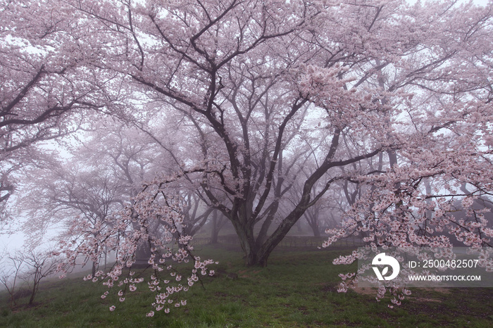 紫雲出山の桜