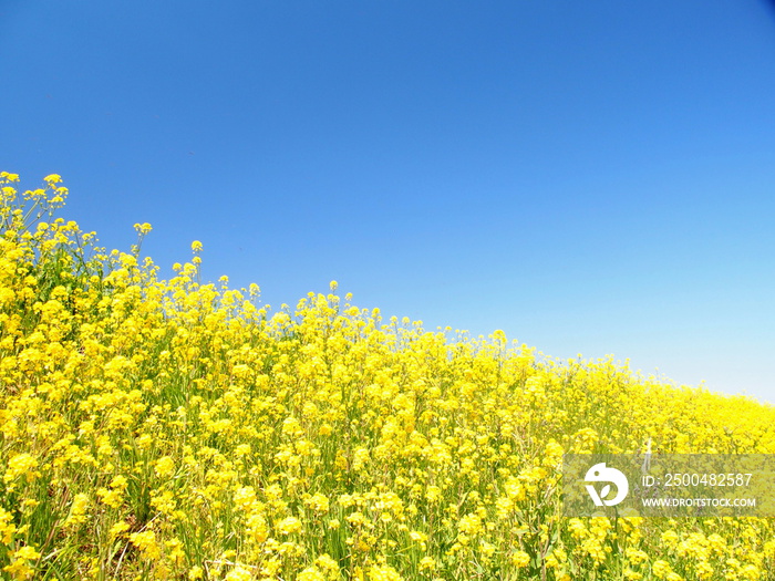 江戸川土手に咲く菜の花と青空