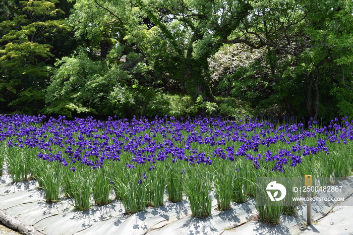 アヤメ／５月中旬、山形県のアヤメ園で、綺麗なアヤメの花を撮影した、春イメージの写真です。