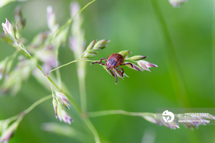 Castor bean tick (Ixodes ricinus)