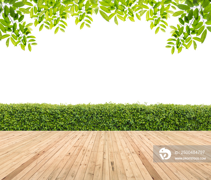 Wooden floor with hedge for background.