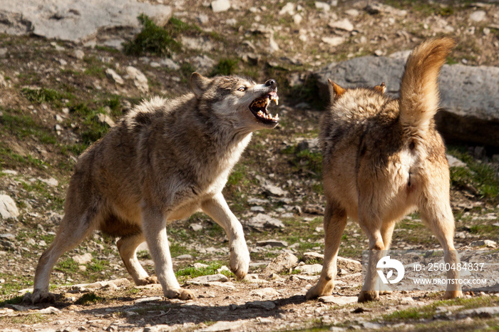 Timberwolf or Amerikanischer Grauwolf（犬狼疮）