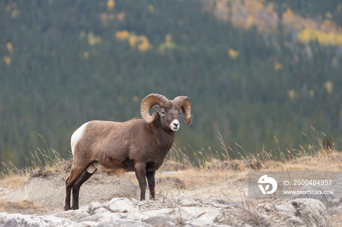 Big Horn Sheep in Jasper National Park, Alberta Canada