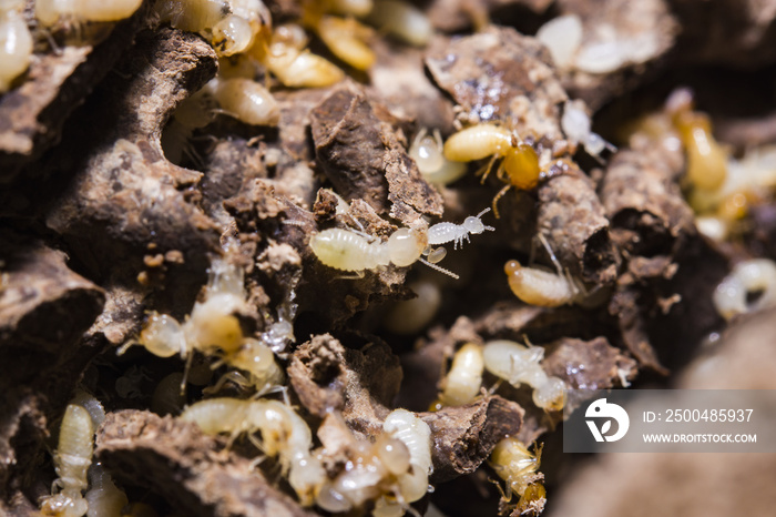 Close up termites or white ants destroyed