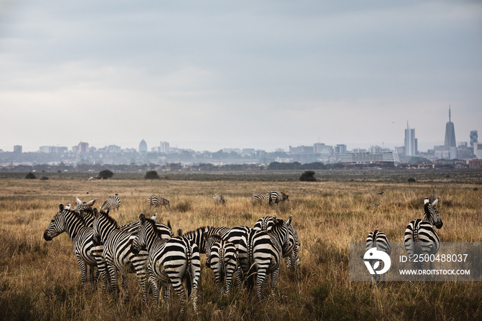 一群斑马俯瞰城市天际线——肯尼亚内罗毕国家公园