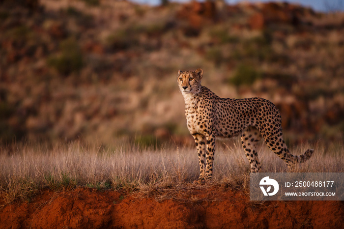cheetah in the spotlight in Tiger Canyons Game Reserve in South Africa