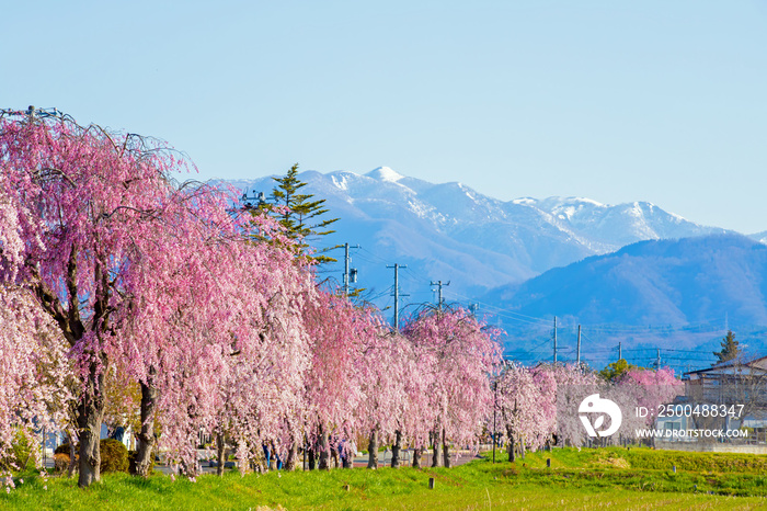 福島県　喜多方市　日中線しだれ桜並木