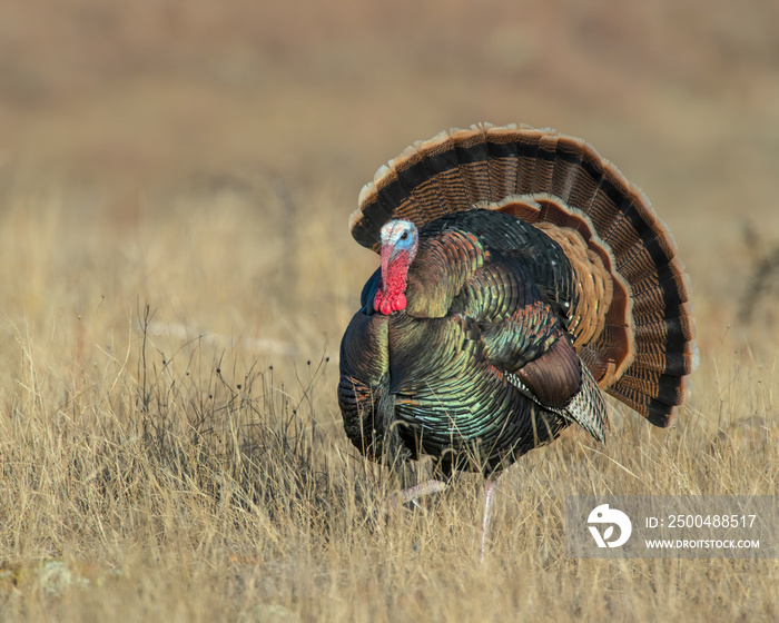 A male wild Turkey strutting in the woods of Southwest Okalhoma