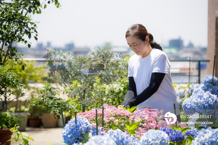 紫陽花の手入れをするミドルの日本女性