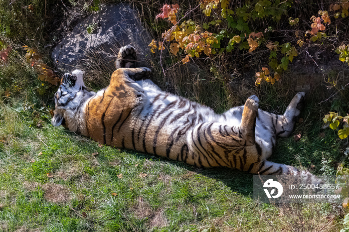 老虎，Panthera tigris，老虎睡在草地上的肖像，背面