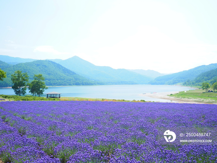 北海道の絶景 南富良野町かなやま湖ラベンダー園