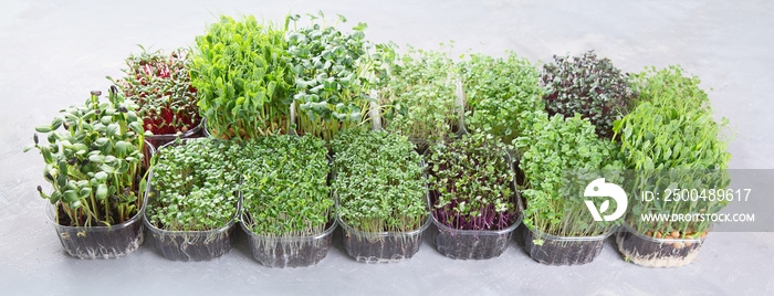 Differend types of  Microgreens