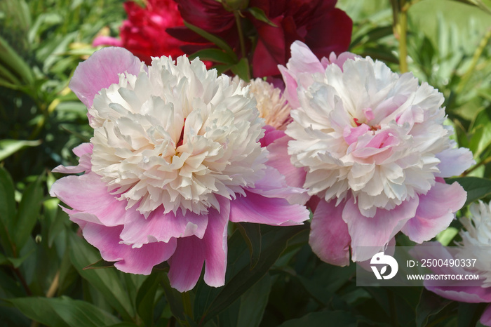 Pink Hawaiian Coral Peony (Paeonia Pink Hawaiian Coral). Hybrid between Paeonia Charlies White 