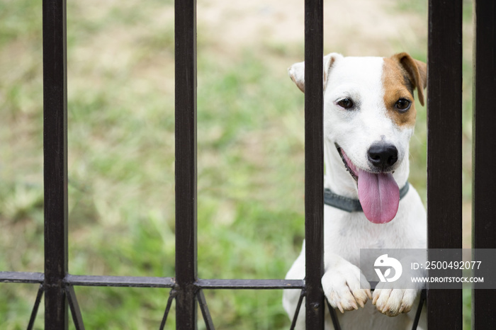 Jack russell dog behind metal fence.