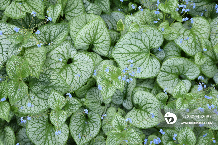 Brunnera macrophylla au jardin au printemps