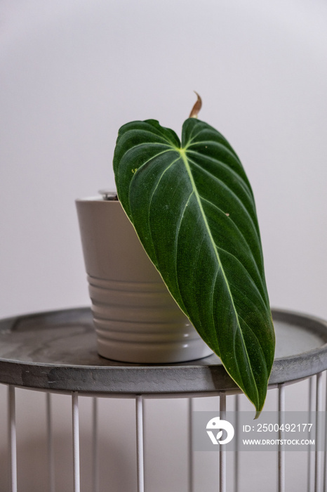 天鹅绒、绿色植物、室内植物、鹅掌楸、室内植物，长，室内植物，生长中，植物学，lea