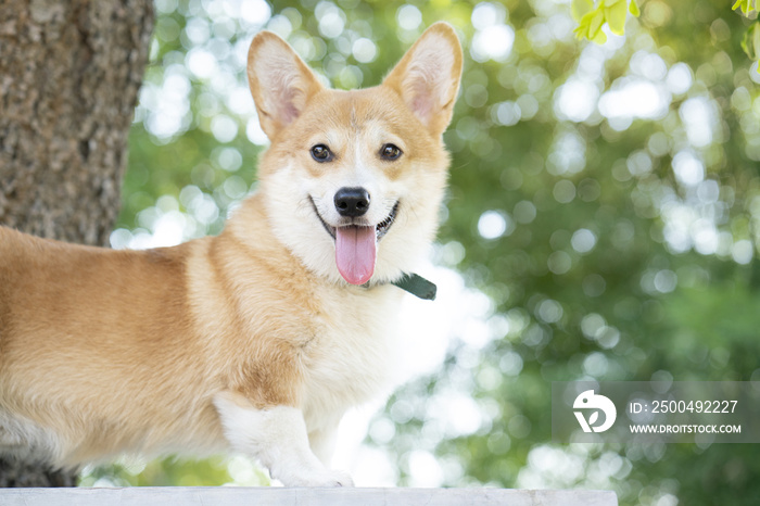 柯基犬在夏日阳光明媚的日子里微笑