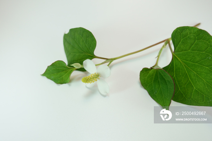 白い背景にドクダミの花