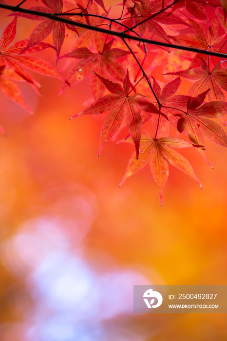 紅葉　和風な秋のイメージ