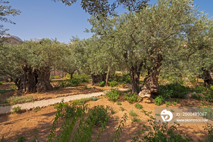 Olive Trees in a Middle Eastern Garden