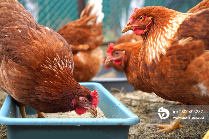 Сhicken hens eat corn. Chickens at free range.