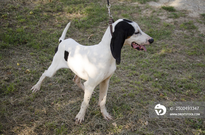 Ariegeois, cane da caccia