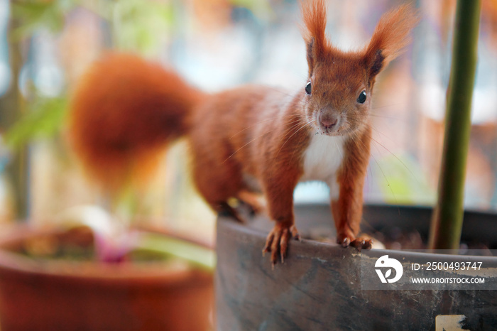 小红松鼠站在花盆边缘看着相机的美丽镜头。