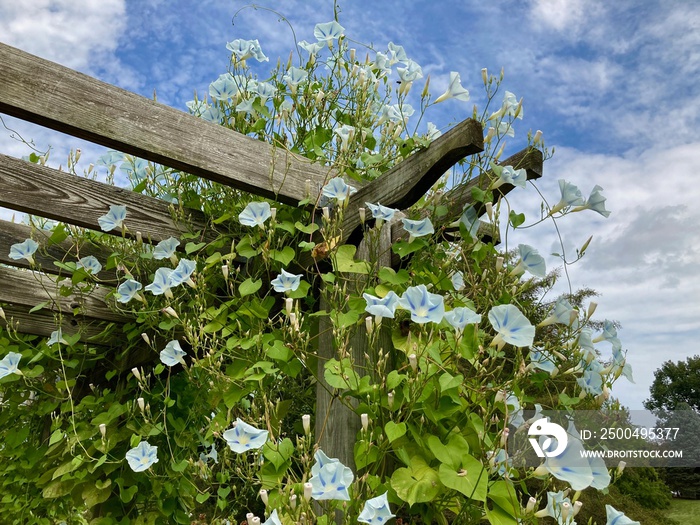 佩戈拉与晨星牵牛花