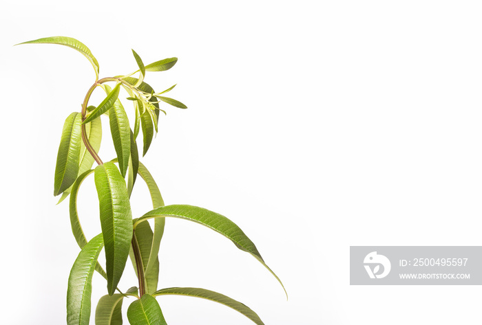 Fresh lemon verbena plant - Aloysia citrodora. White background