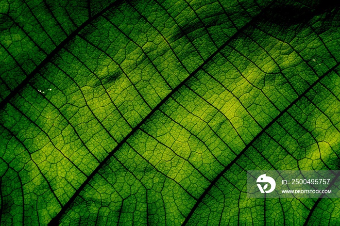 Macro shot, Green leaf texture.