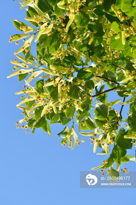 Lindenblüten am Baum