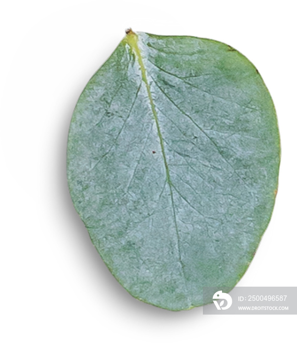 Eucalyptus Leaf