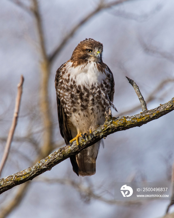 Red-tailed Hawk perched in a tree