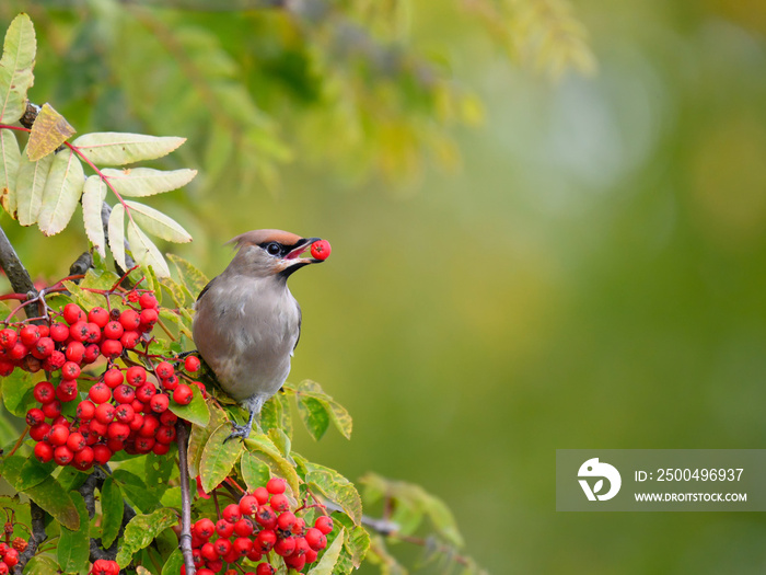 一只美丽的波西米亚Waxwing（Bombycilla garulus）以罗文树浆果为食