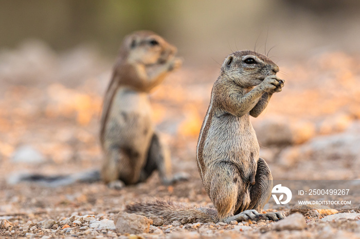 Kap-Borstenhörnchen (Xerus inauris) in Namibia