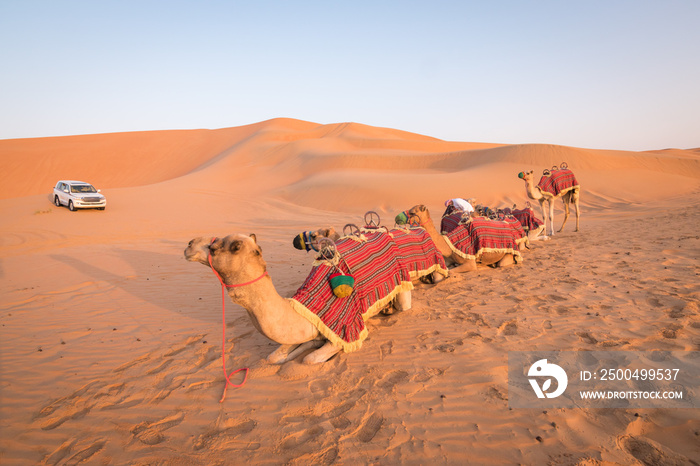 骆驼在沙漠中骑行。