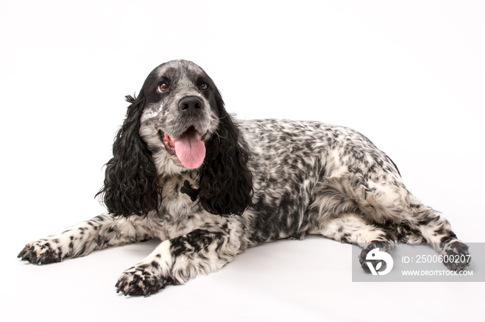 A mature springer spaniel photo shoot isolated on white background