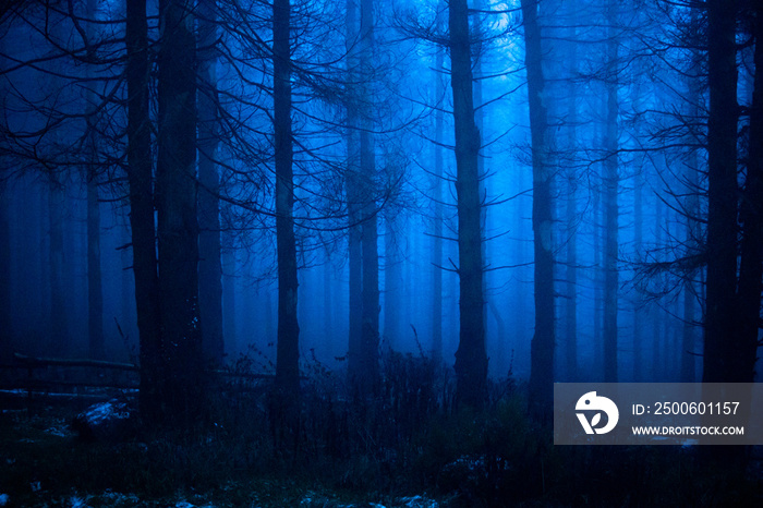 Blauer Nebelwald in der Nacht