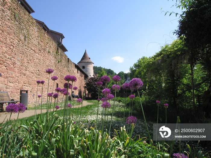 Blühendes Riesenlauch vor Stadtmauer in Büdingen