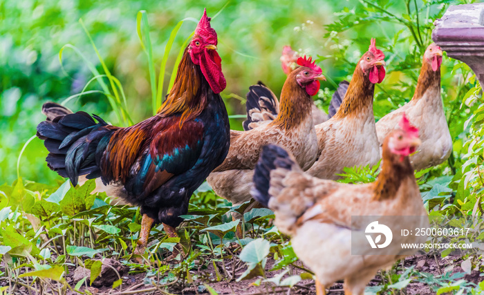 Rooster and chickens on a free range poultry farm