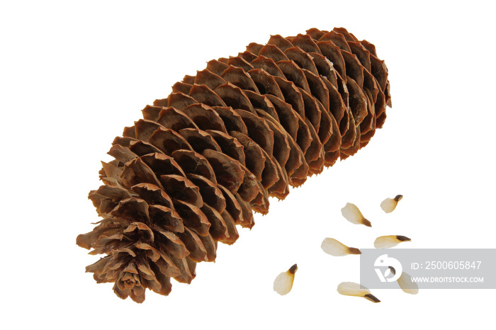 Spruce cone with seeds on a white background