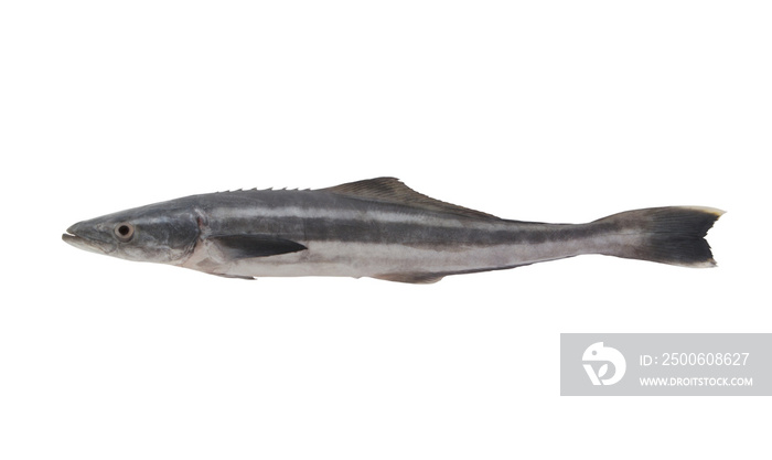 Cobia fish or black kingfish isolated on white background, Rachycentron canadum