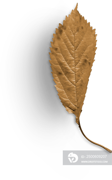 Autumn Leaf