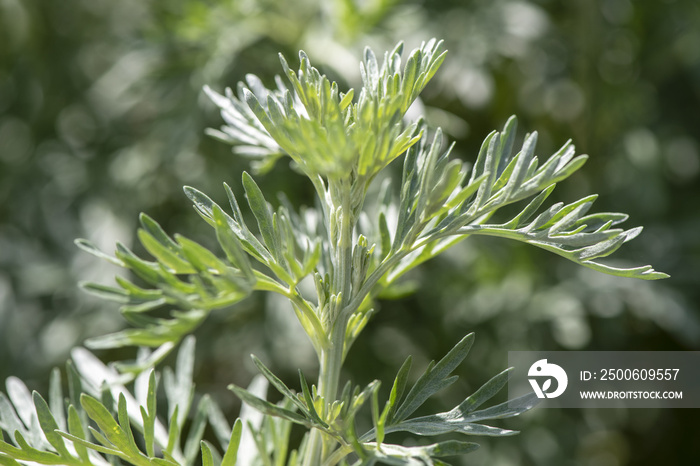 Wermut als Heilpflanze für Naturmedizin und Pflanzenheilkunde