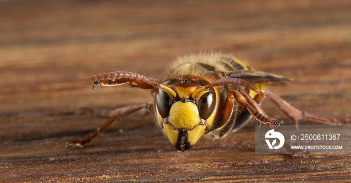 巨大的欧洲大黄蜂。危险的食肉昆虫。特写。