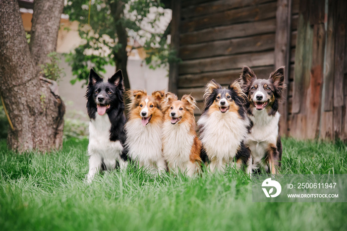 一群狗在一起。五只狗坐在草地上。边境牧羊犬。Sheltie（设得兰牧羊犬）