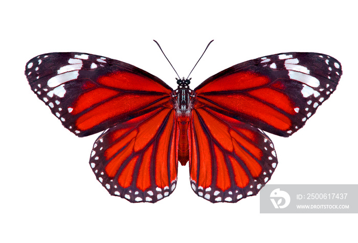 蝴蝶，飞起来的平原虎蝴蝶（Danaus chrysippus，美丽的蝴蝶）