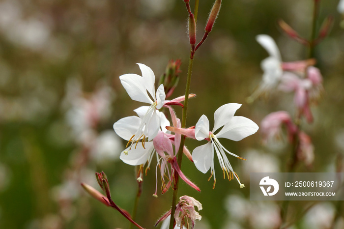 Prachtkerze (Gaura lindheimeri),  Präriekerze